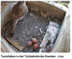 Bildausschnitt von Nistkastenüberwachungskamera. Ein Falke mit 3 Eiern im Nest.