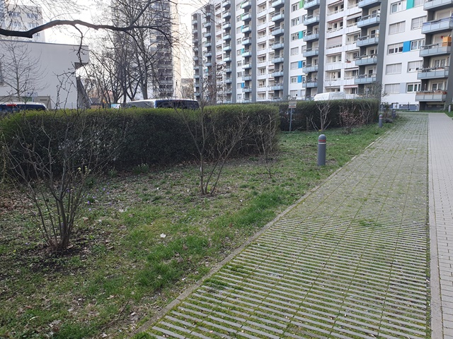 Gepflanzte Gehölze im Wohnhof Hopfgartenstraße 2023 (Foto: Matthias Kunert)