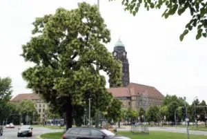 Ein üppig blühender Laubbaum steht an einer großen Straßenkreuzung. Im Hintergrund ist ein Gebäude mit einem großen Turm zu sehen.