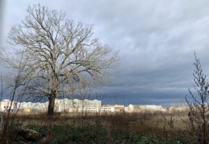 Baum ohne Blätter, im Hintergrund helle Hochhäuser vor dunklem Himmel