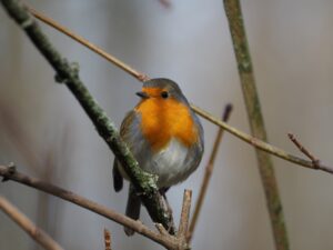 Ein Vogel sitzt auf einem Baumzweig.